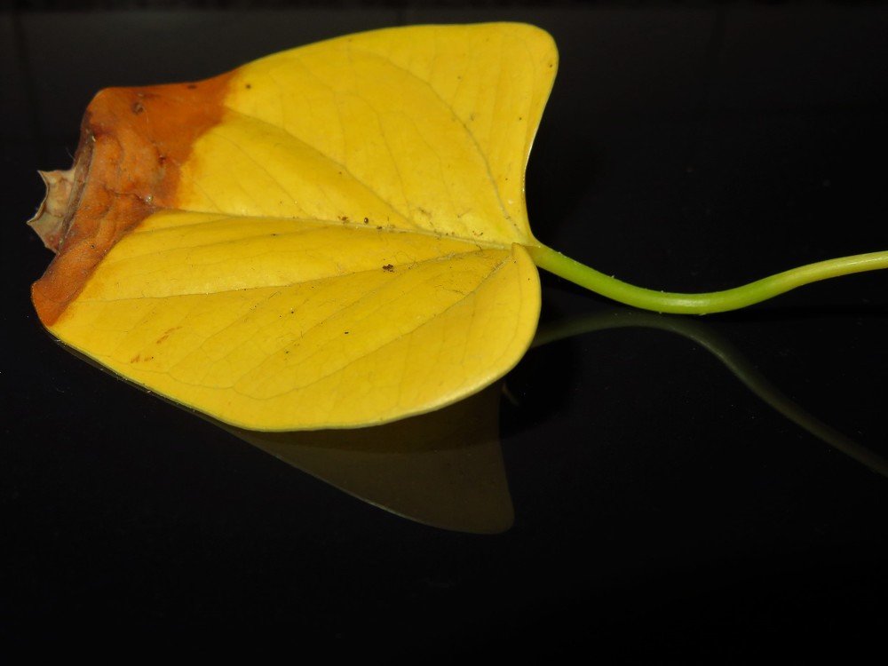 Photograph by Isabel Moreira