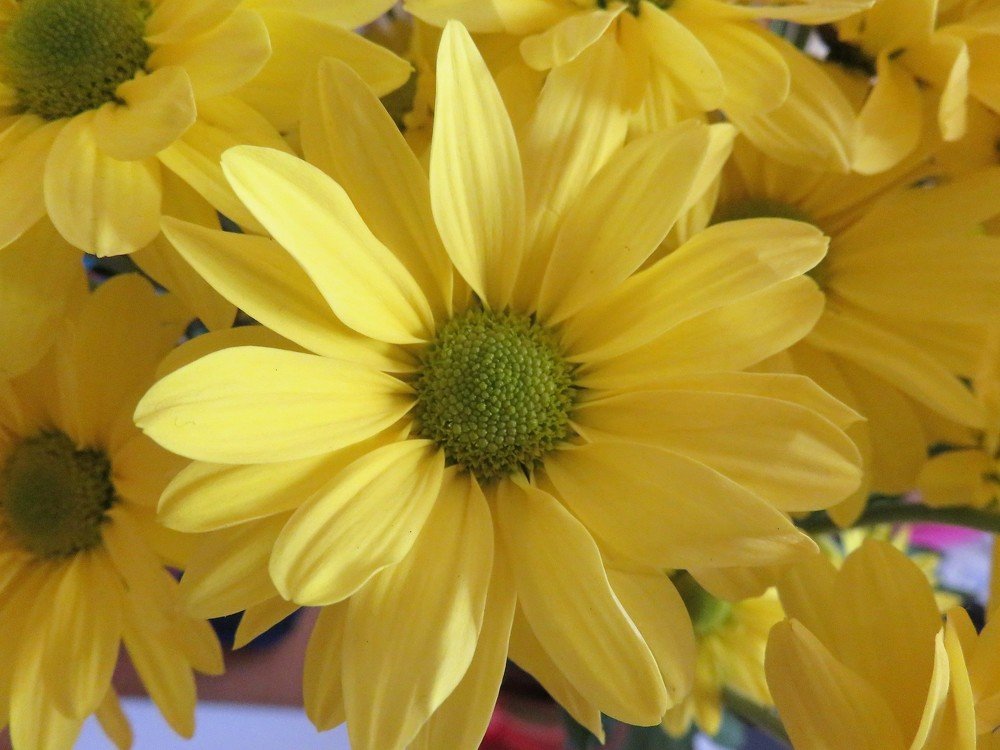 Photograph by Isabel Moreira