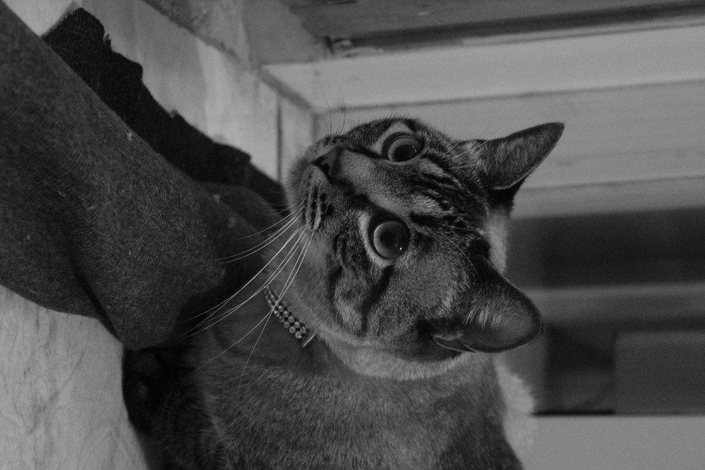 Photograph by RENAN TREVIZAN SANTOS