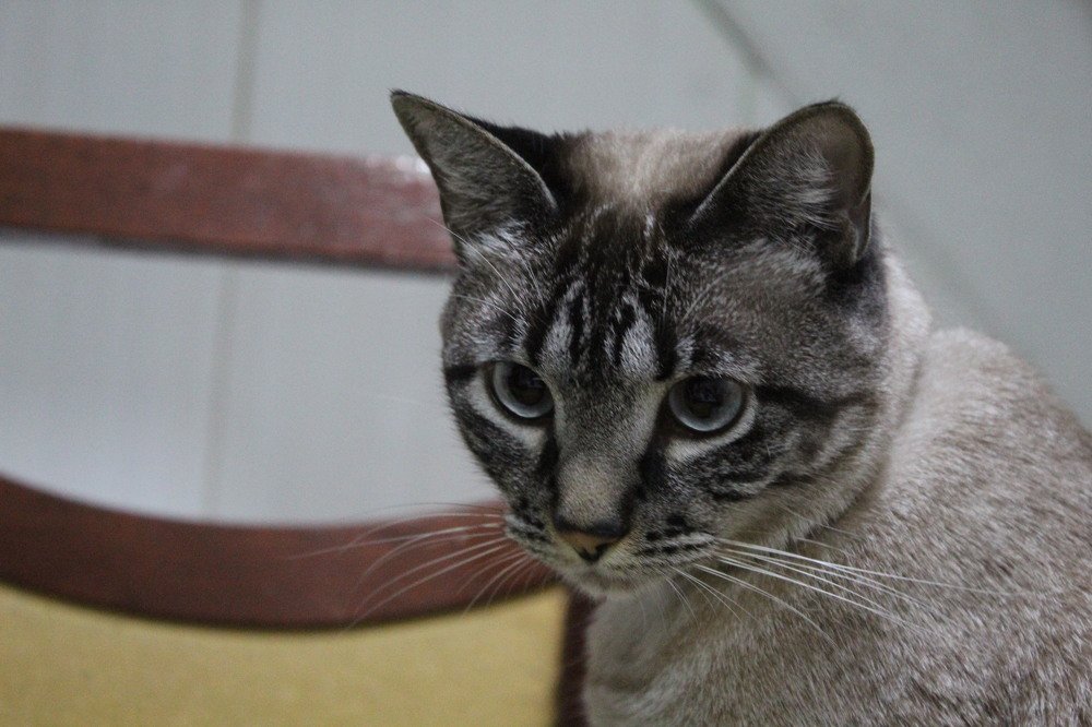 Photograph by RENAN TREVIZAN SANTOS