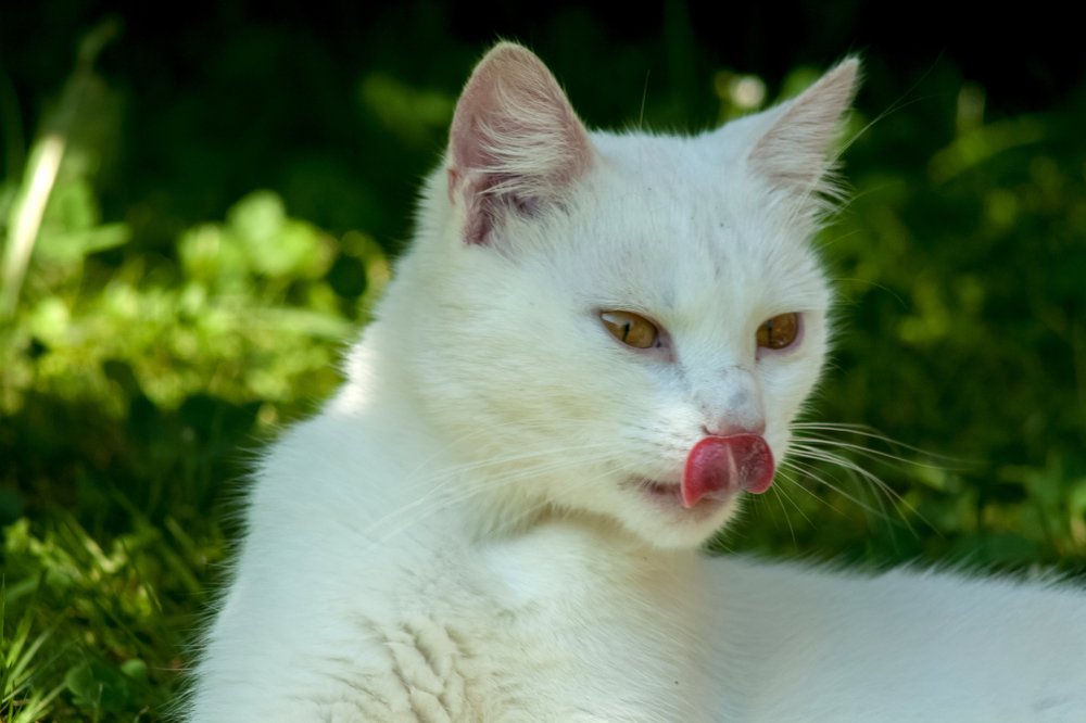 Photograph by Богдан Бигун