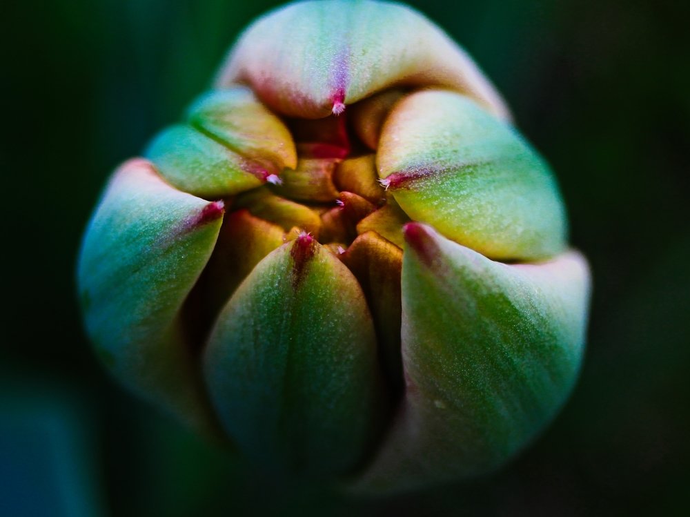 The tulip bud