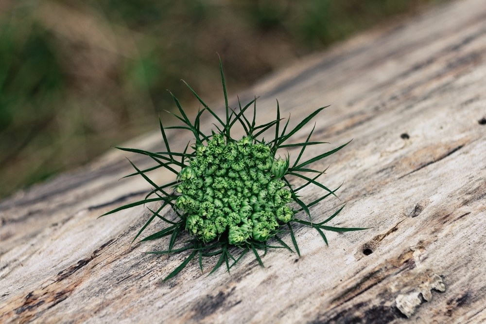 Photograph by Inga Dreger