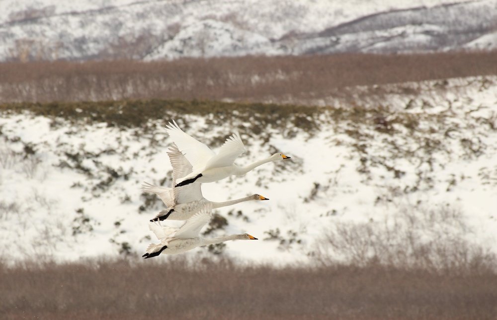 Летим на юг