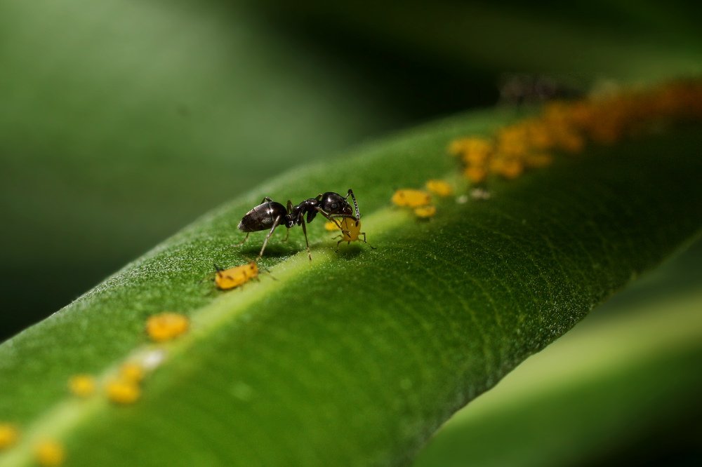 Ant attack