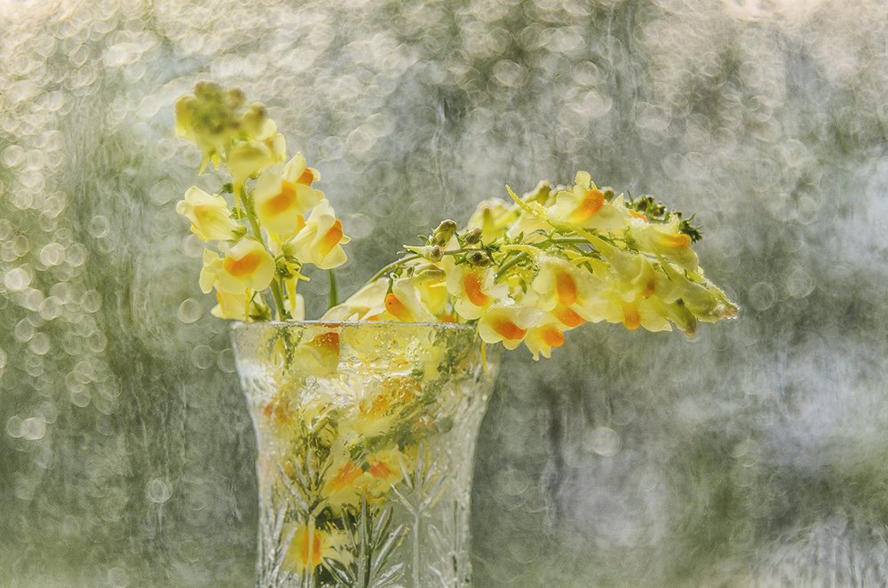 Photograph by Елена Шуинова