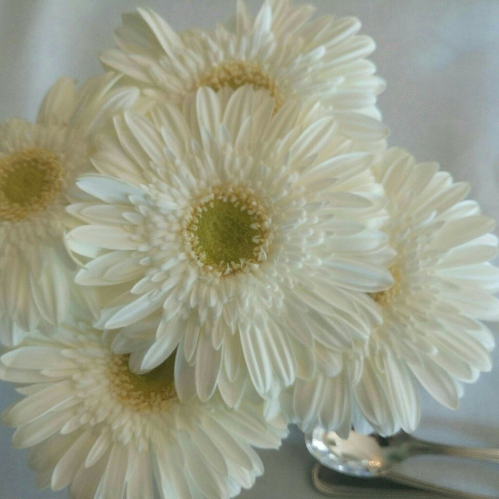 Photograph by Isabel Moreira