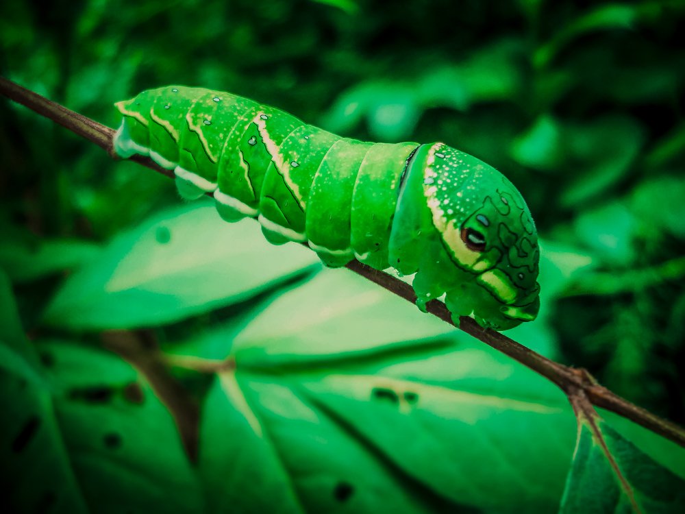 Гусеница махаона Маака