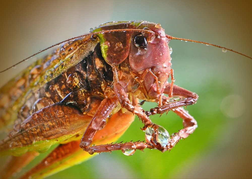 Совсем промок.