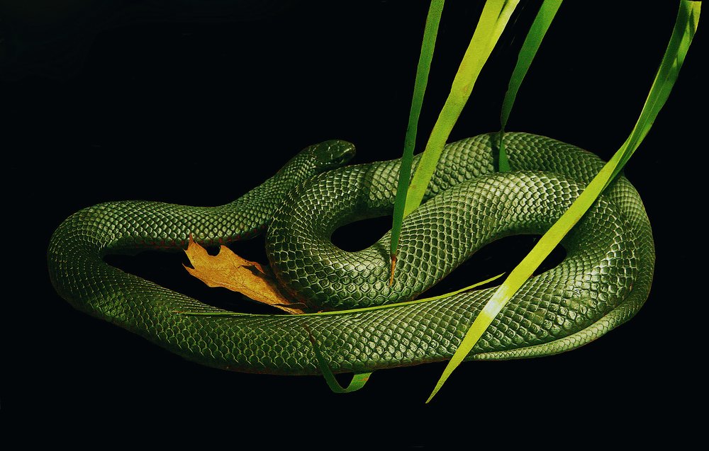 Photograph by Raed Victor Saad