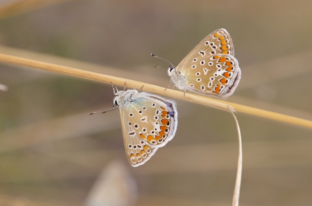 Photograph by Maurizio