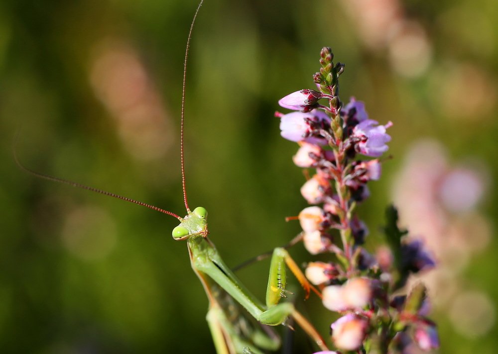 Photograph by Михаил