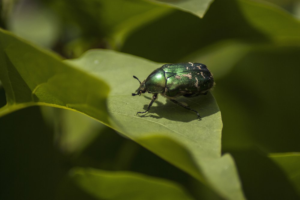 Его Зеленая Страна