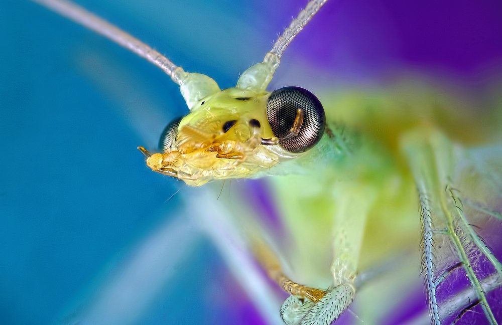 Портрет златоглазки