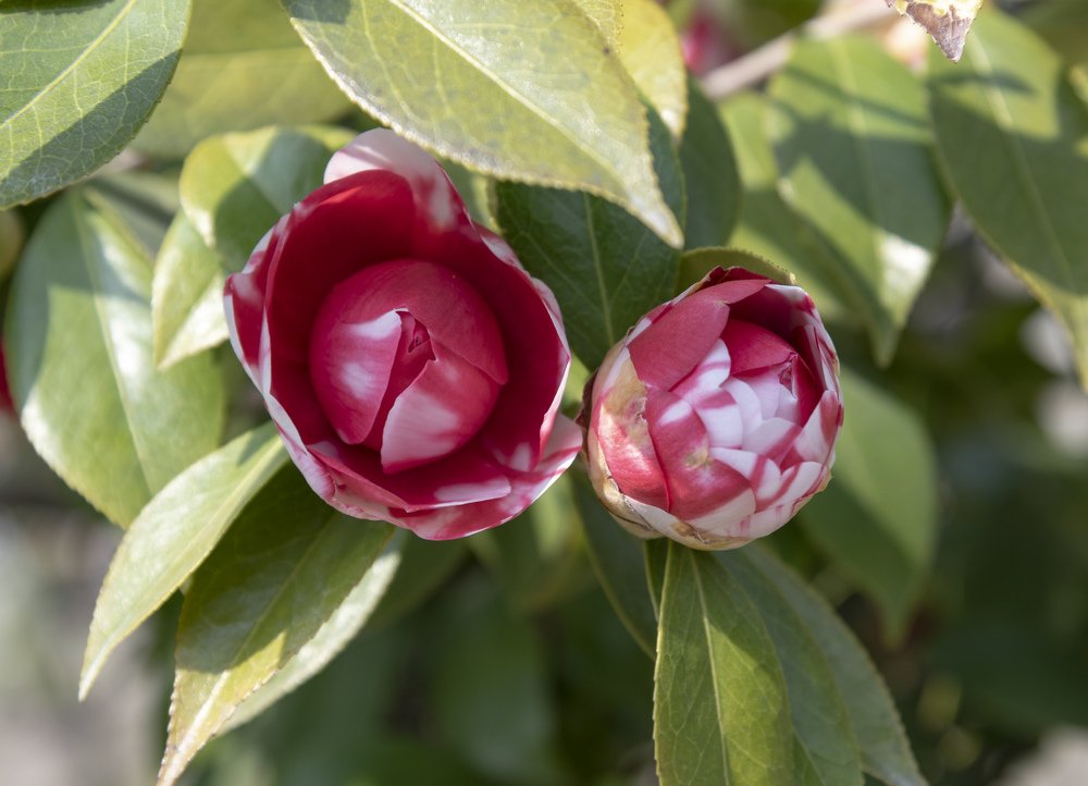 Photograph by Nikolay Isaakov