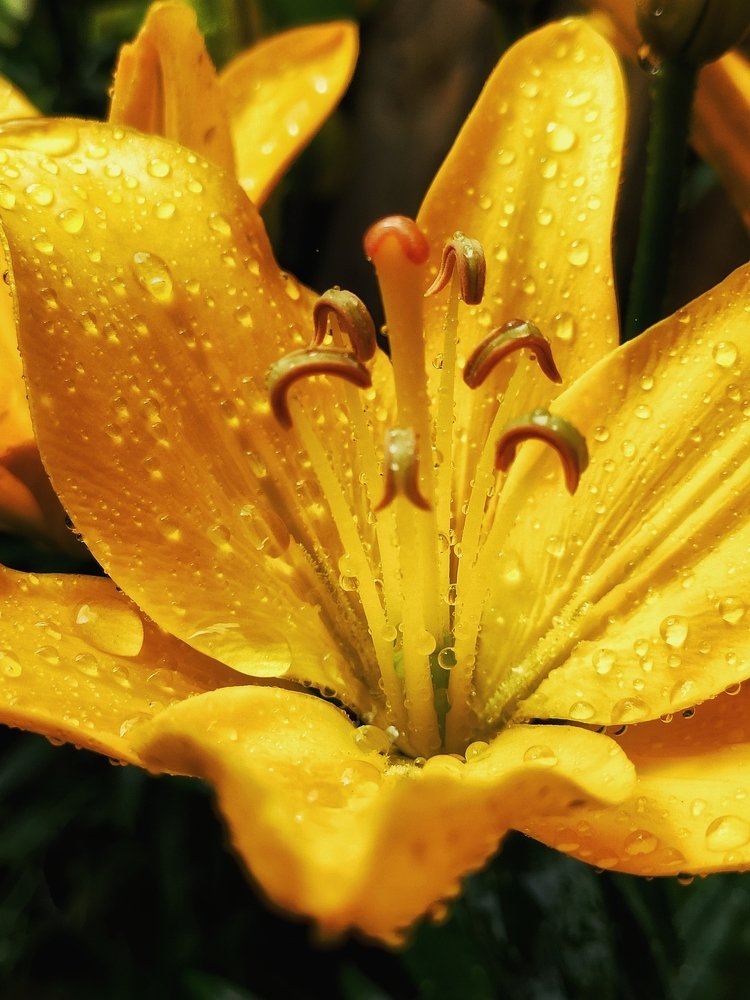 Фотография автора Алина Черняева