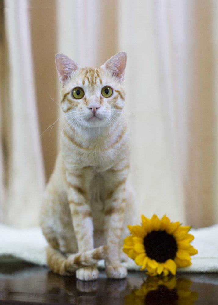 Golden and sunflower