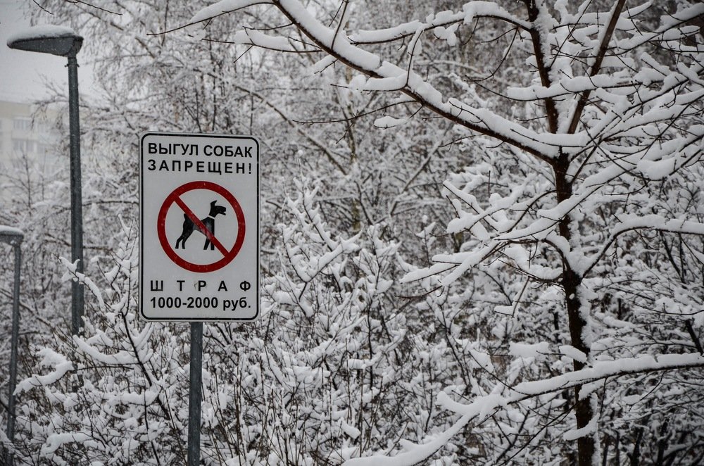 Фотография автора Алина Черняева