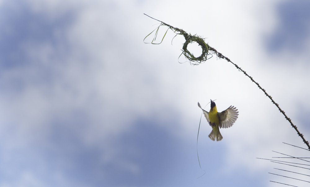 Photograph by Michael Roussel