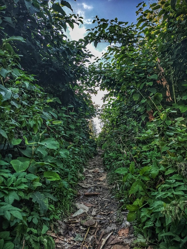 Фотография автора Алина Черняева