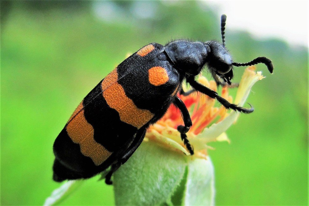 Фотография автора Dr. MAK Azad