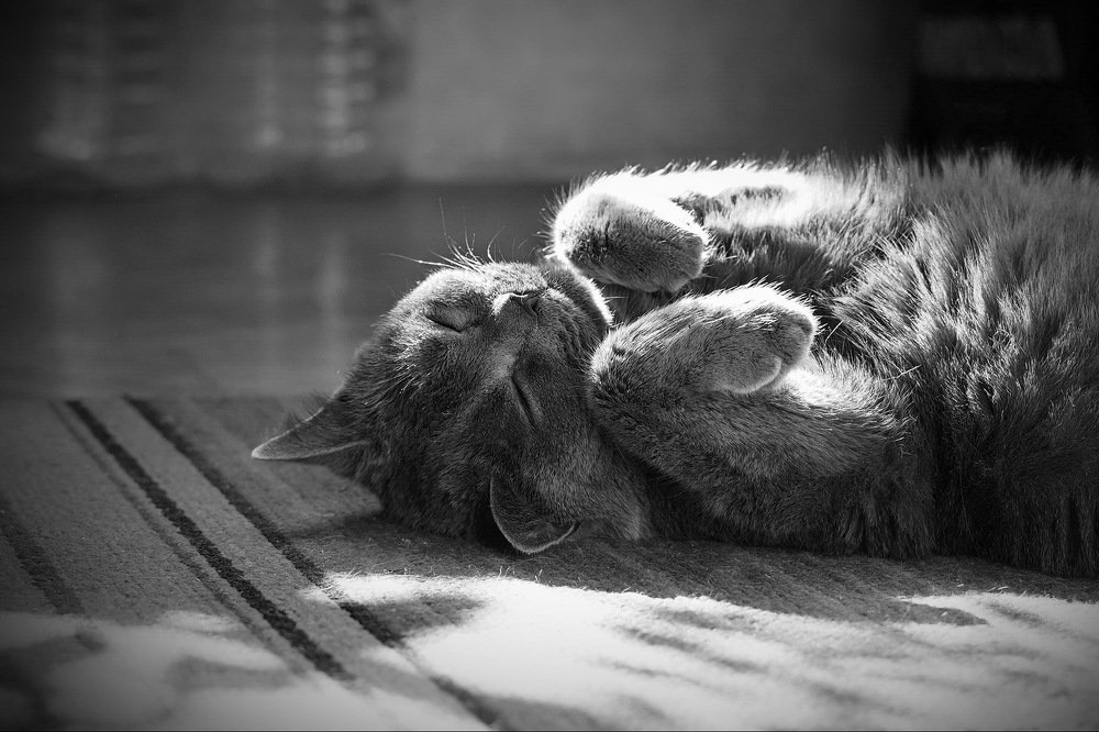 Спят усталые котята...