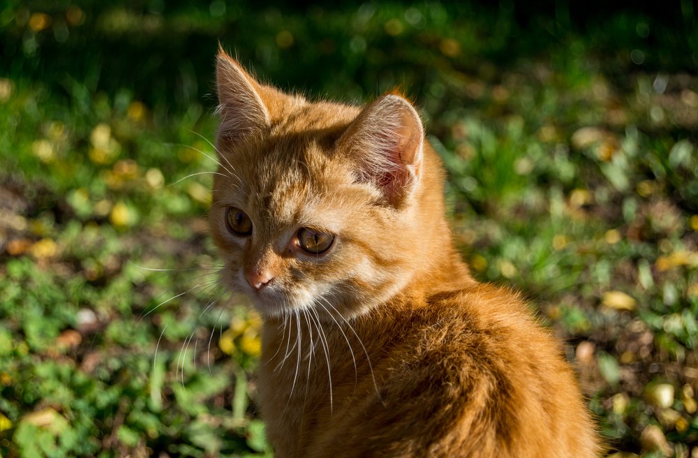 Photograph by Кирилл