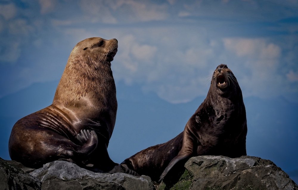 Singing sea lions