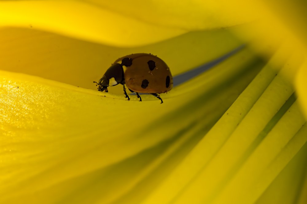 Photograph by Selma Kotancı
