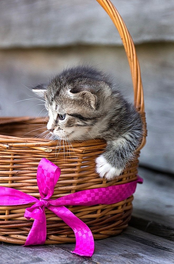 Фотография автора Юрий Корнеев