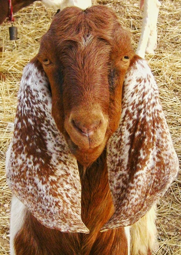 Photograph by Mazhar Khalkhal