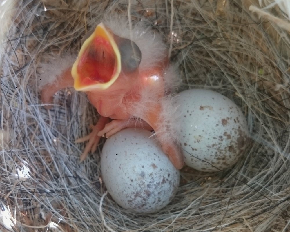 Photograph by Mazhar Khalkhal