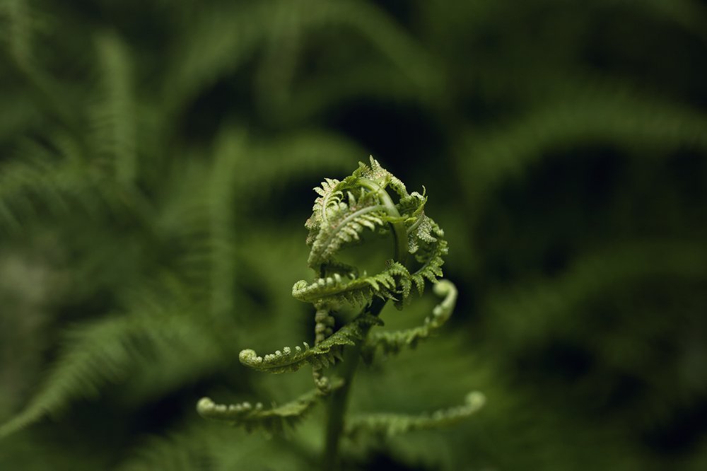 Photograph by Елена Каретина