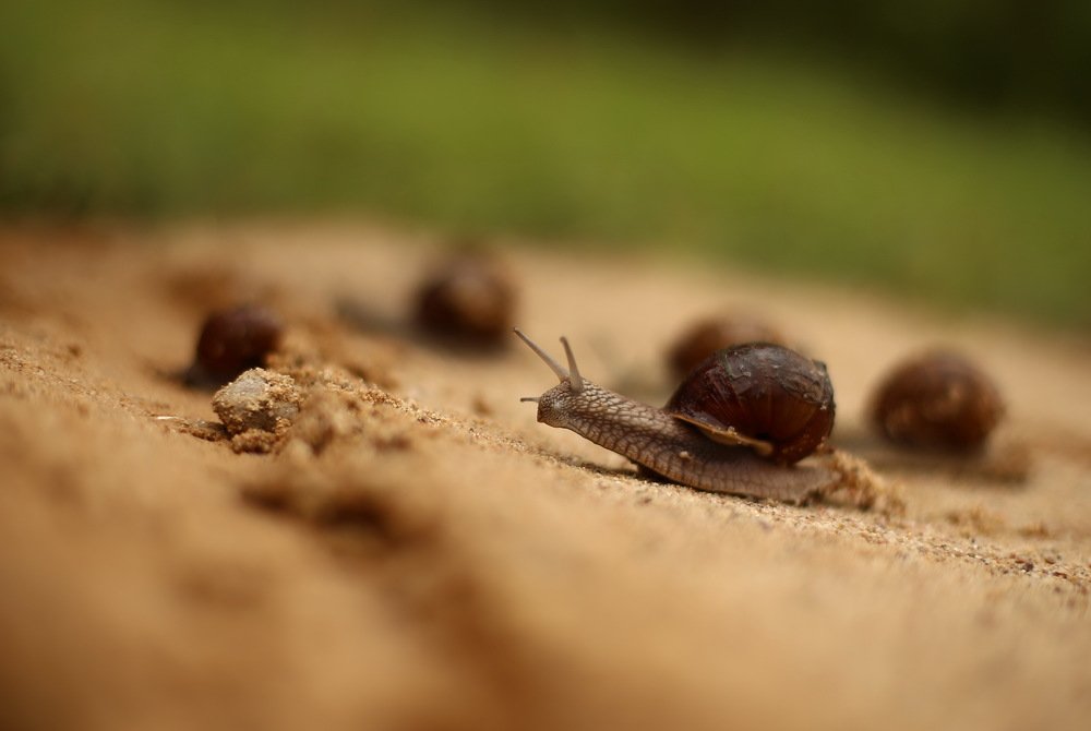 Добежать до финиша