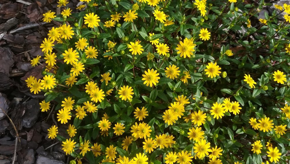 Photograph by Gemelina Opriș