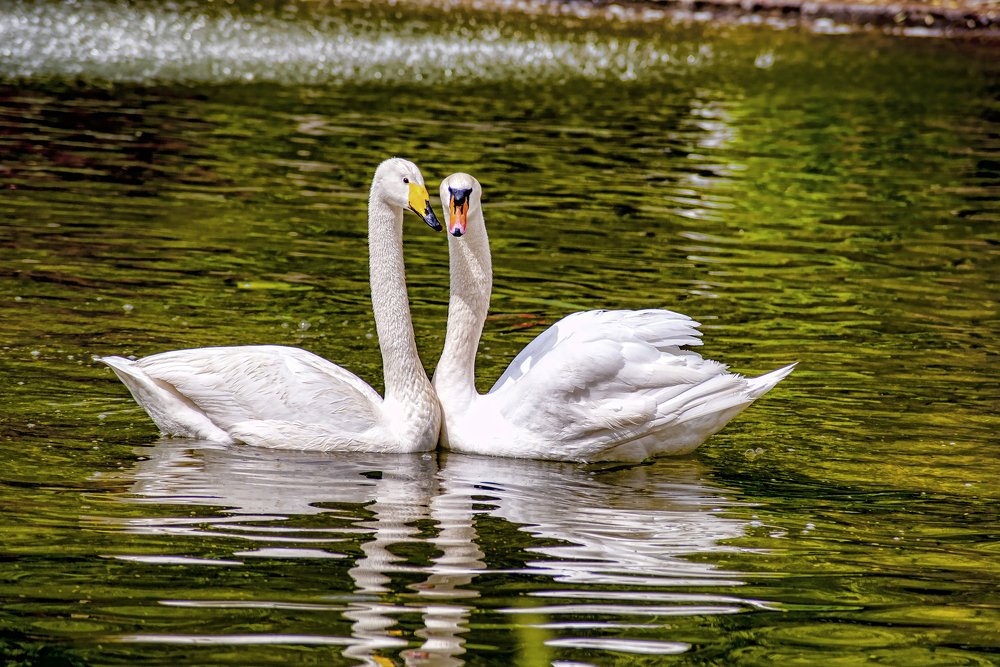 Photograph by DAMOUN POURNEMATI