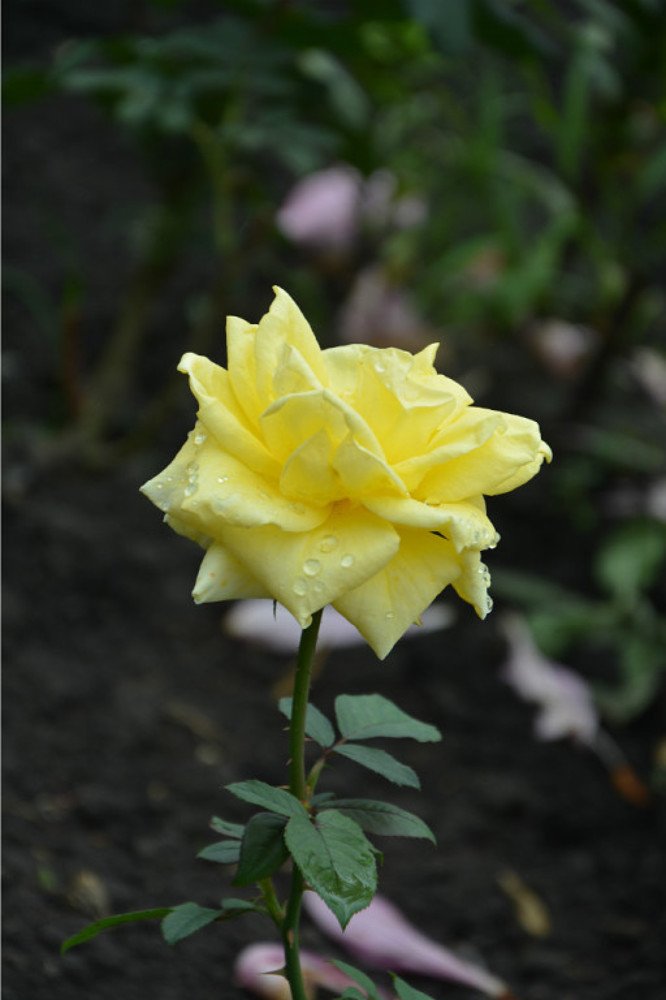 Photograph by Анатолий Зеленский