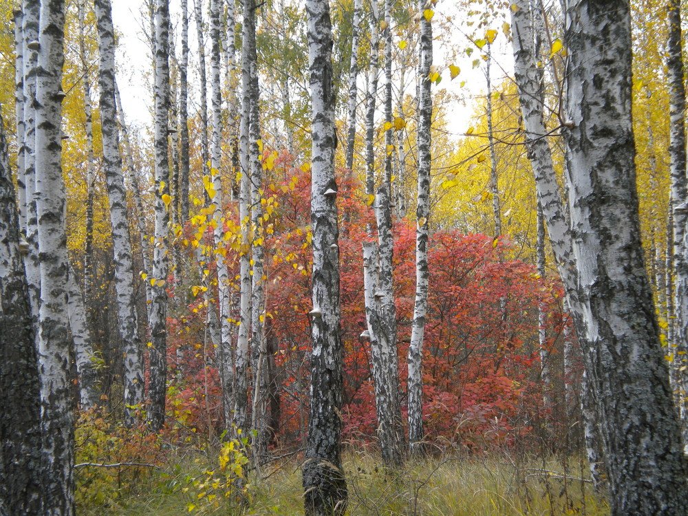 Photograph by Анатолий Зеленский