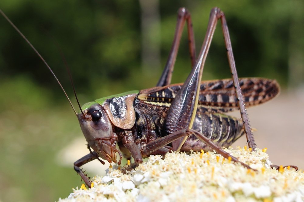 Кузнечик на цветке.
