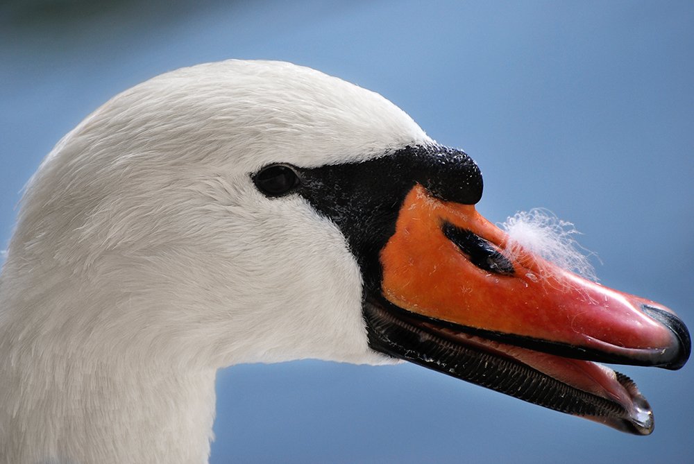 Photograph by Katerina Kutova