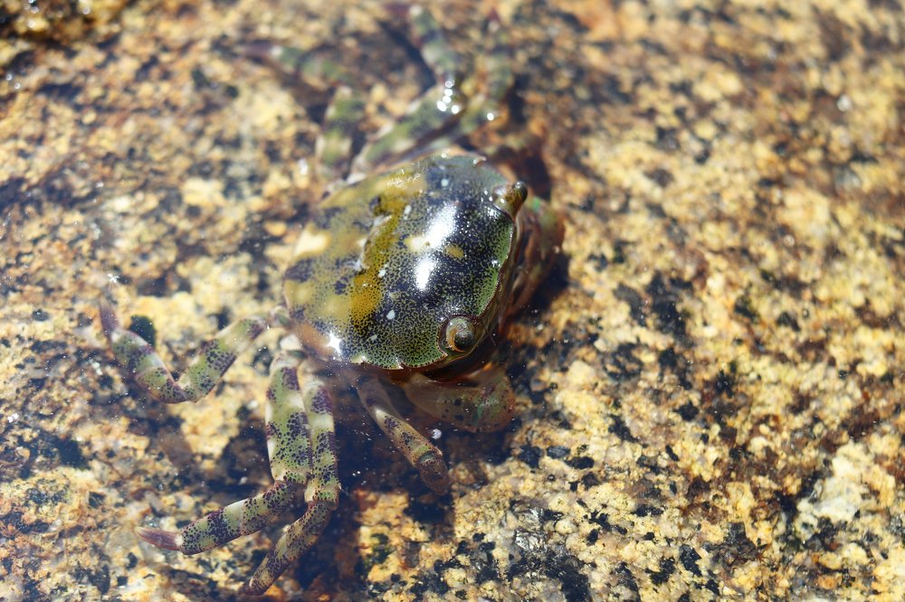 Краб на камне.
