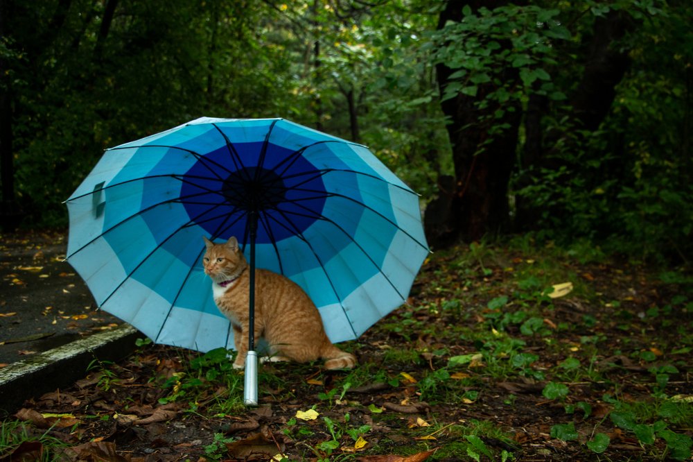 Photograph by Ирина Фастовец