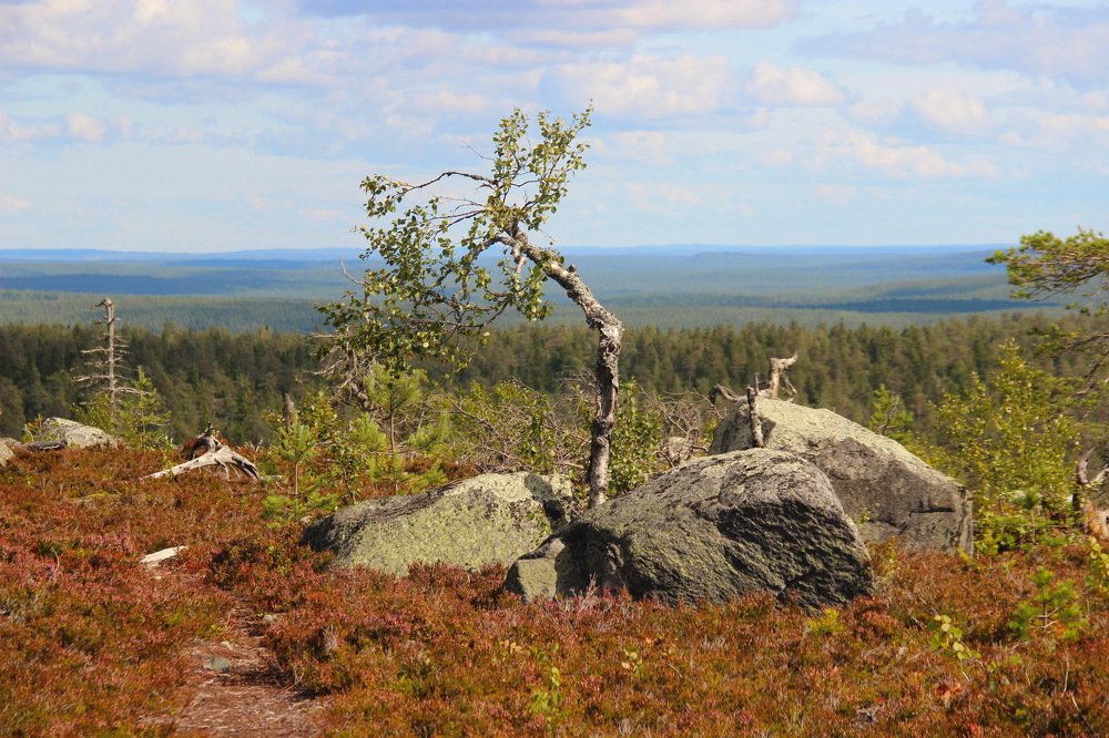 И на камнях растут деревья.