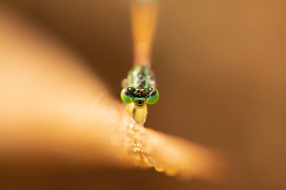 Photograph by Mahalingam