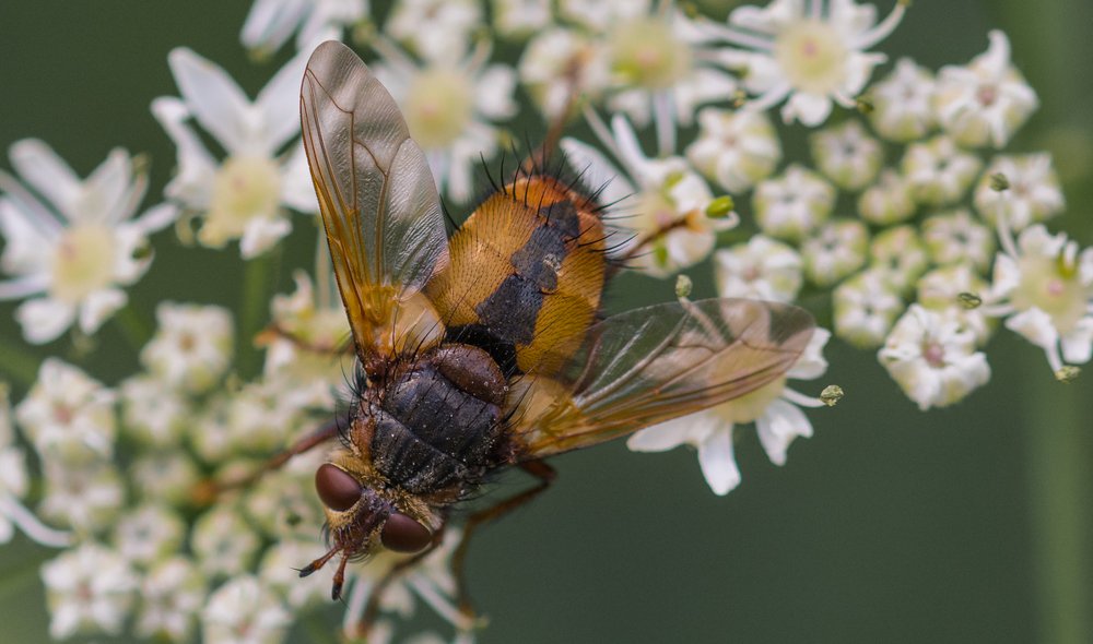Фотография автора Lada