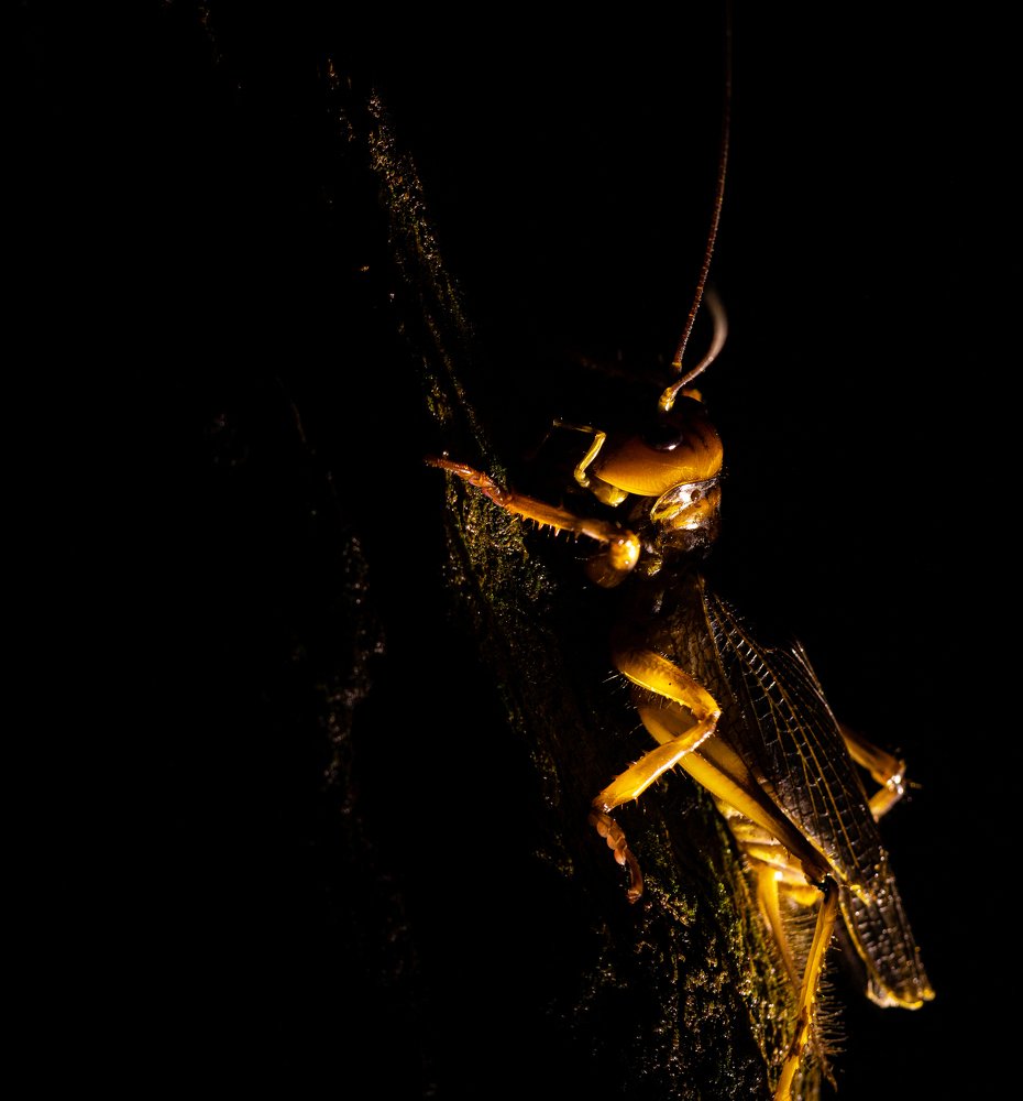 Photograph by Neha Mittal