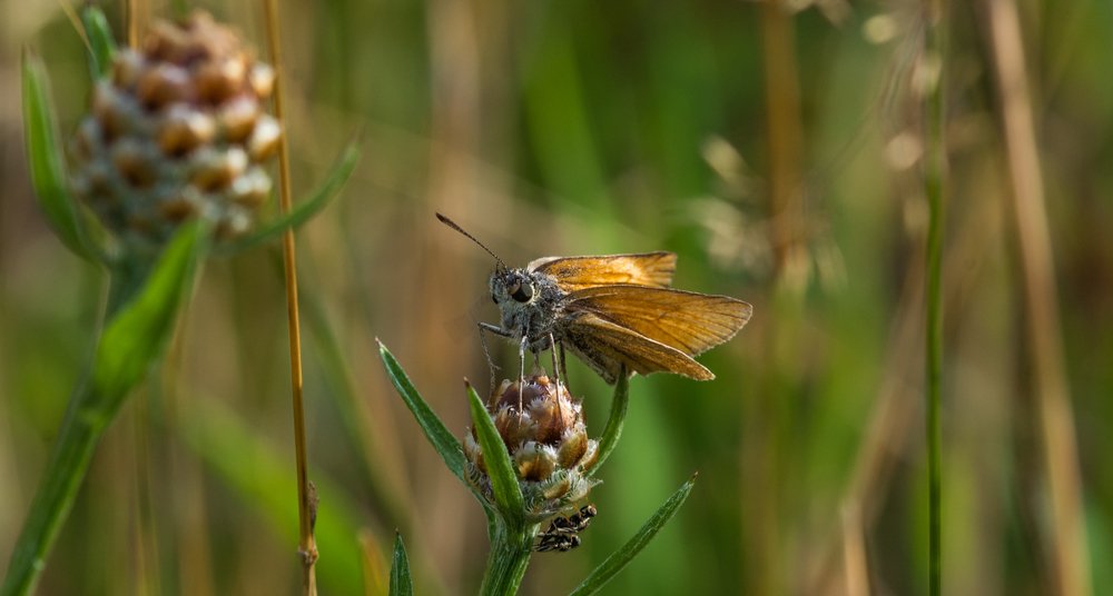 Фотография автора Lada