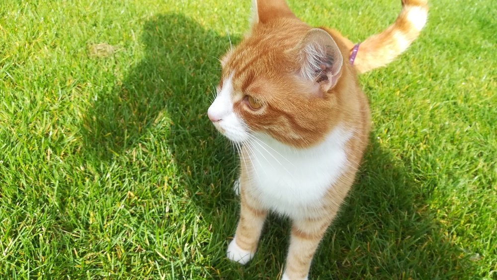 Photograph by Gemelina Opriș