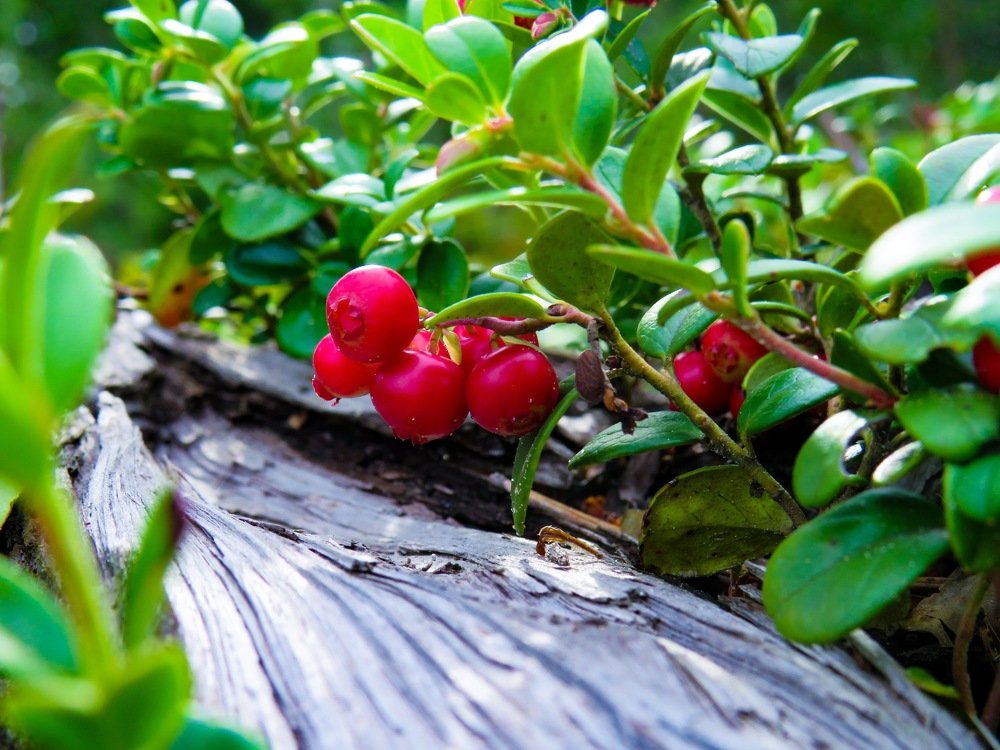 Photograph by Анастасия Романова