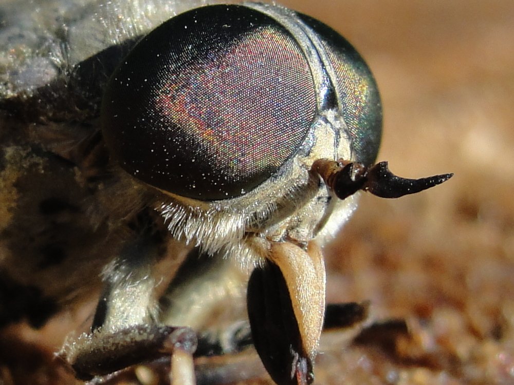 Фотография автора Иван Кириллов